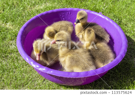 Young goslings bathe Young goslings bathe 113575624