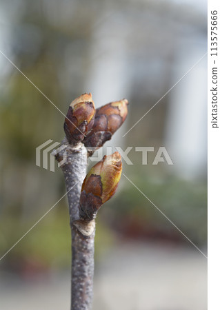 Common horse chestnut Common horse chestnut 113575666