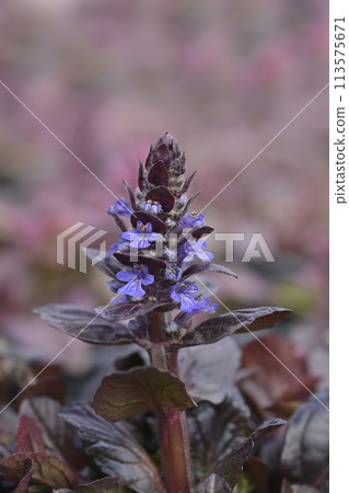 Bugle Atropurpurea Bugle Atropurpurea 113575671