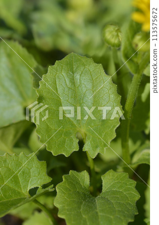 Leopards bane Leonardo Compact 113575672