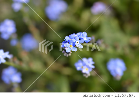 Woodland forget-me-not 113575673