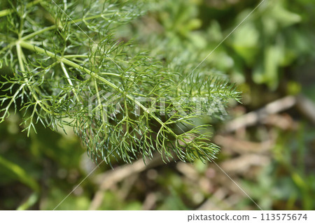 Common fennel 113575674