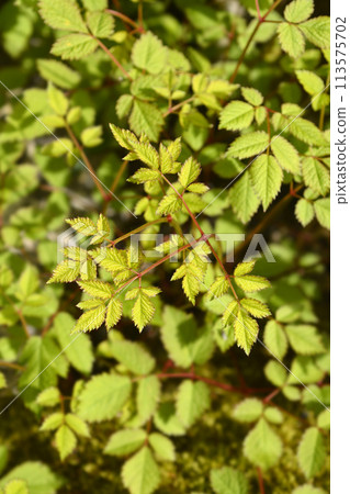 Chinese astilbe 113575702
