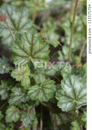Coral Bells Splendens Coral Bells Splendens 113575704