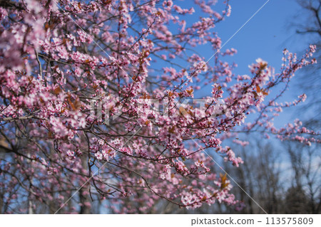Beautiful branches of pink Cherry blossoms on the tree under blue sky, Beautiful Sakura flowers during spring season in the park, Flora pattern texture, Nature floral background. Copy space and empty 113575809