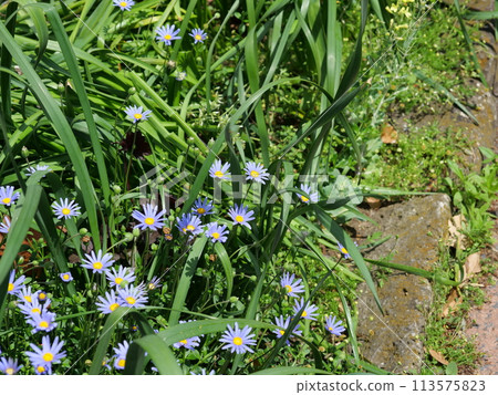 盛開的藍色雛菊 盛開的藍色雛菊 113575823