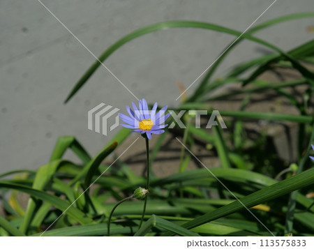 盛開的藍色雛菊 113575833