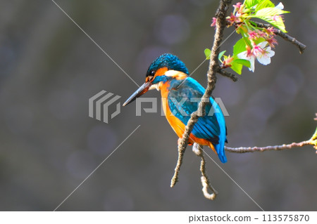 春天的櫻花和翠鳥 春天的櫻花和翠鳥 113575870