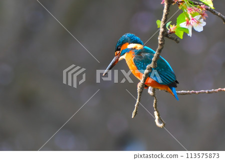 Spring cherry blossoms and kingfisher 113575873