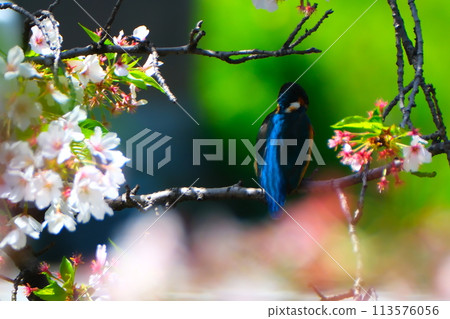春天的櫻花和翠鳥 113576056
