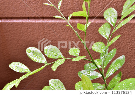 Silk jasmine on the balcony 113576124