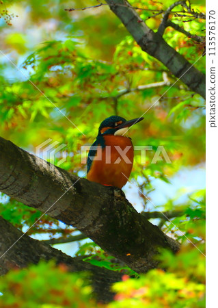 Spring cherry blossoms and kingfisher 113576170