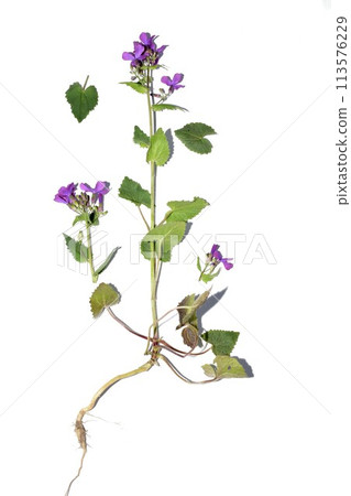 Herbarium. Annual Lunnik plant on a white background. Herbarium. Annual Lunnik plant on a white background. 113576229