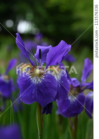 花虹膜在雨中被弄濕 113576336