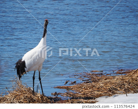 A red-crowned crane searching for food in a swamp A red-crowned crane searching for food in a swamp 113576424