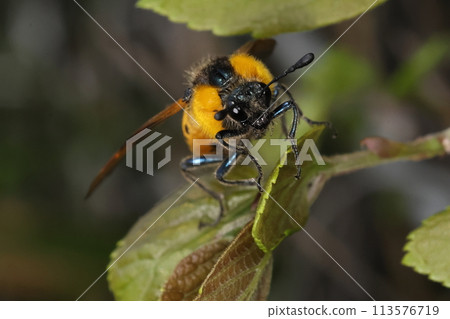 生物 昆蟲：Hoshia 鋸蠅，黃蜂科昆蟲。觸角呈棒狀，尖端較粗。 113576719