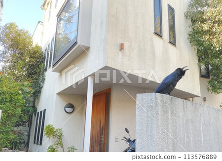 烏鴉叫了！不祥的預感~烏鴉叫不祥的預感！ 113576889