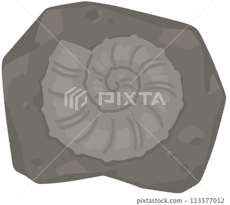 Fossil of ammonite Fossil of ammonite 113577012