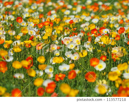 Colorful Poppies 113577218