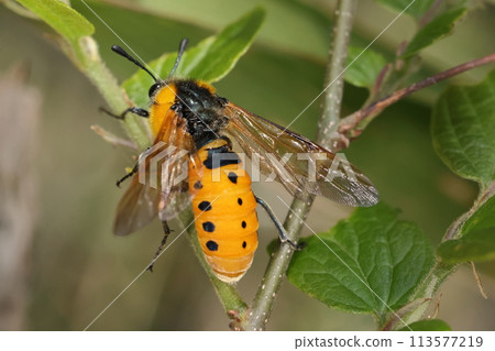 生物 昆蟲:斑點鋸蠅的橘色腹部有三排,每排四個黑點。這是霍希嗎? 生物 昆蟲:斑點鋸蠅的橘色腹部有三排,每排四個黑點。這是霍希嗎? 113577219