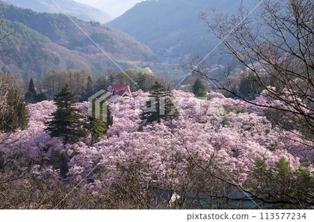 Takato Castle Park in Ina City, Nagano Prefecture, where cherry blossoms are in full bloom Takato Castle Park in Ina City, Nagano Prefecture, where cherry blossoms are in full bloom 113577234