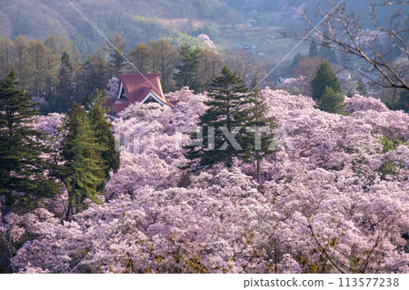 Takato Castle Park in Ina City, Nagano Prefecture, where cherry blossoms are in full bloom Takato Castle Park in Ina City, Nagano Prefecture, where cherry blossoms are in full bloom 113577238