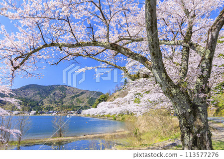 Kaizu Osaki盛開 113577276