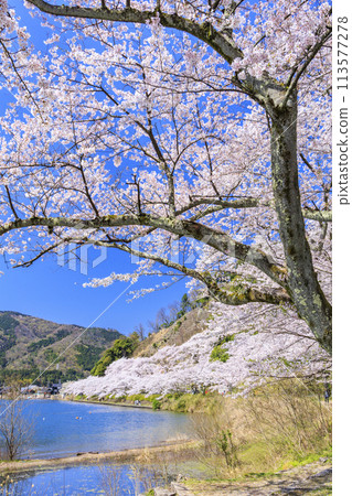 Kaizu Osaki in full bloom 113577278