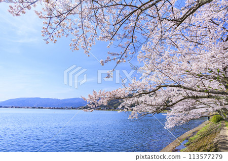 Kaizu Osaki in full bloom 113577279