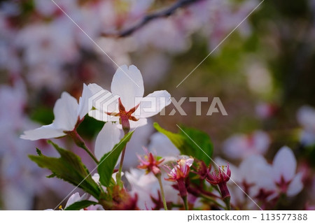 Although we missed the full bloom, the cherry blossoms were beautiful late. 113577388