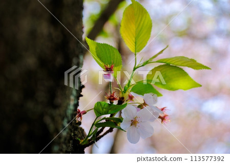 美麗的晚開櫻花，沒有及時盛開 113577392