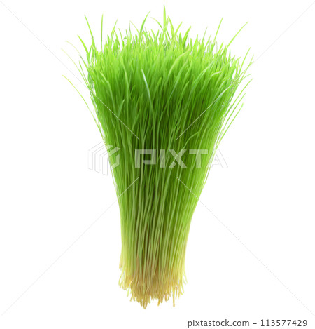Barley microgreens Hordeum vulgare bright green leaves with a hint of blue neatly displayed Microgreen 113577429