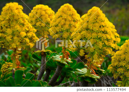 Aeonium 113577494