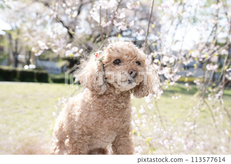 Bust up of weeping cherry tree and toy poodle 113577614