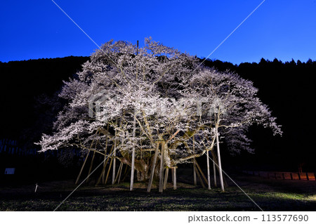 Usuzumi cherry blossoms at night 113577690