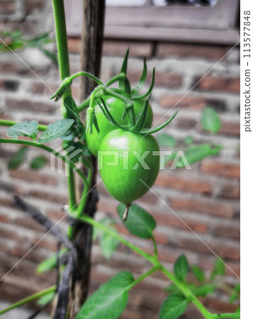 A green tomato plant that grows next to my grandmother's house, taken care of by my grandmother and grandfather 113577848