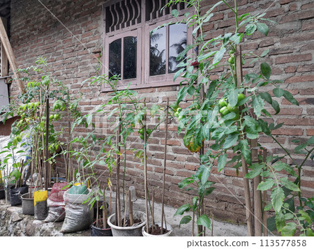 A green tomato plant that grows next to my grandmother's house, taken care of by my grandmother and grandfather 113577858