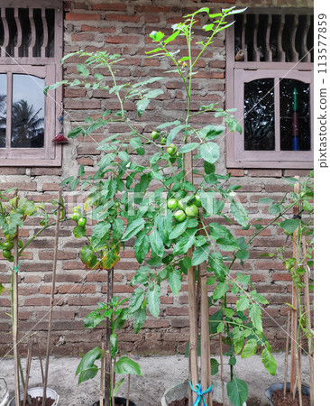 A green tomato plant that grows next to my grandmother's house, taken care of by my grandmother and grandfather A green tomato plant that grows next to my grandmother's house, taken care of by my grandmother and grandfather 113577859