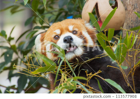 吃竹草的小熊貓 吃竹草的小熊貓 113577908