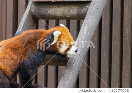 Red panda climbing the stairs 113577928