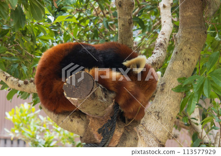 Lesser panda sleeping on a tree 113577929
