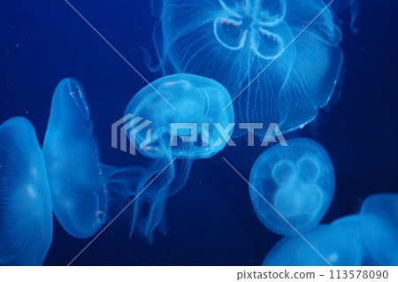 Jellyfish floating in the water 113578090