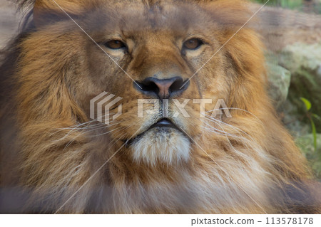 Male lion's face Male lion's face 113578178