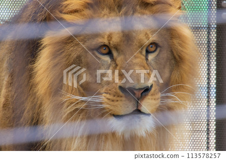 Male lion's face Male lion's face 113578257