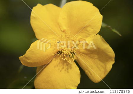 Yamaboki flowers Yamaboki flowers 113578576