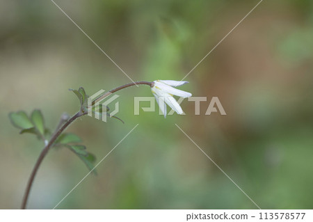 small white flowers blooming in the spring field small white flowers blooming in the spring field 113578577