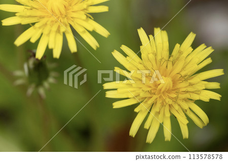 Yellow dandelion Yellow dandelion 113578578