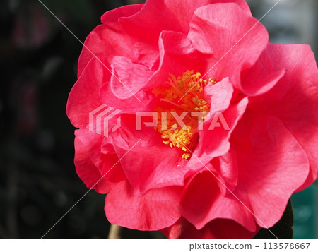 Close-up of camellia flower 113578667