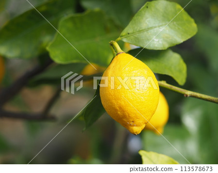 Large ripe lemon 113578673