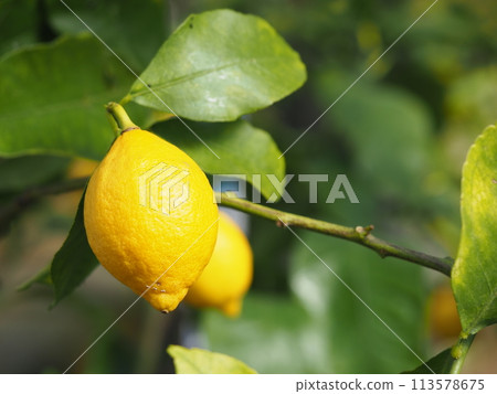 大熟檸檬 113578675